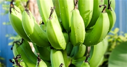Bananerna.jpg